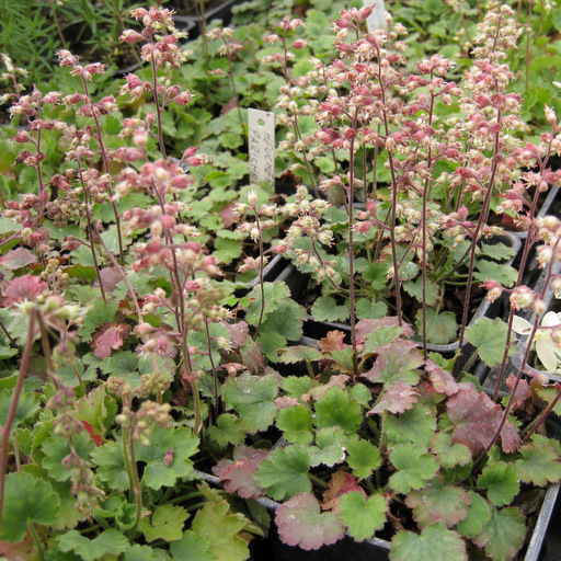 Heuchera parishii - Click Image to Close